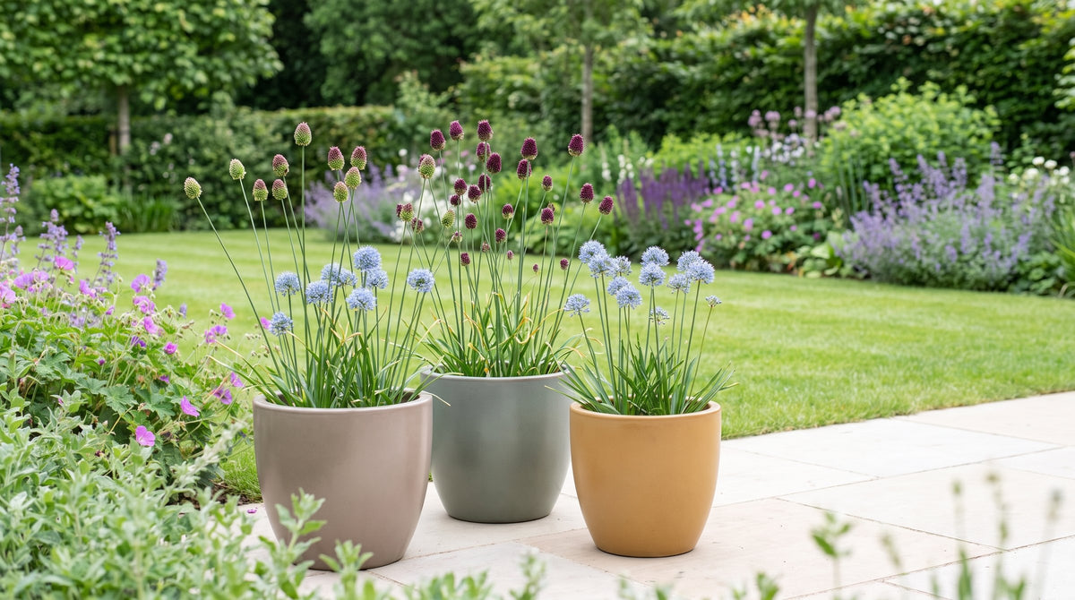 Allium in pot