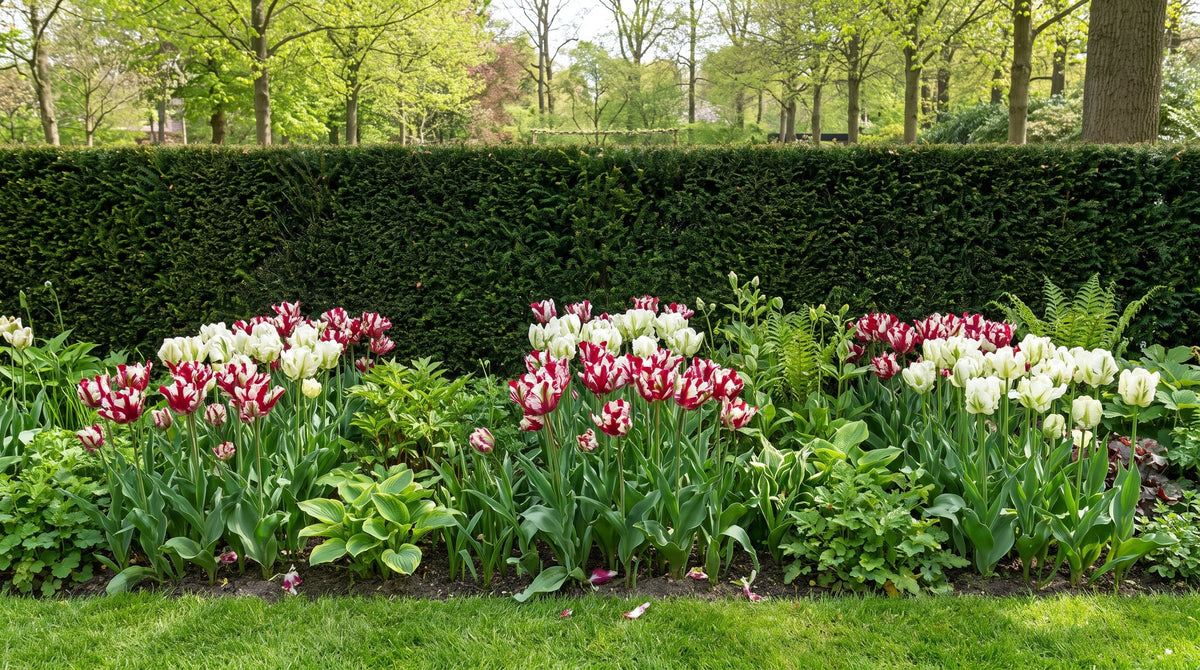 Papegaai tulpen