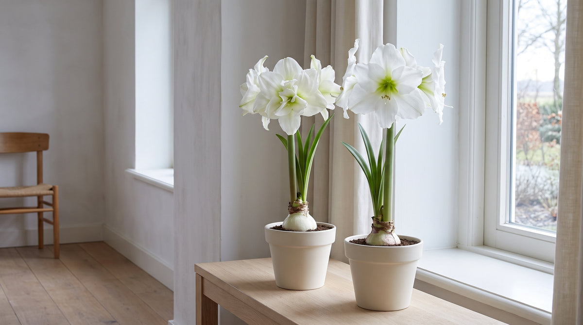 Witte amaryllis