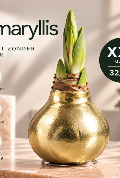 Hippeastrum Golden Wax