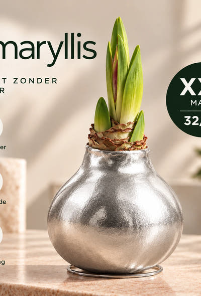Hippeastrum Silver Wax