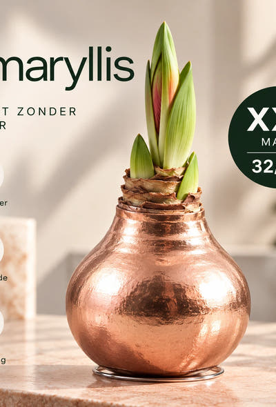 Hippeastrum Copper Wax