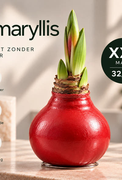 Hippeastrum Red Wax