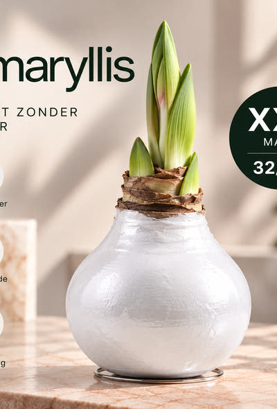 Hippeastrum White Wax