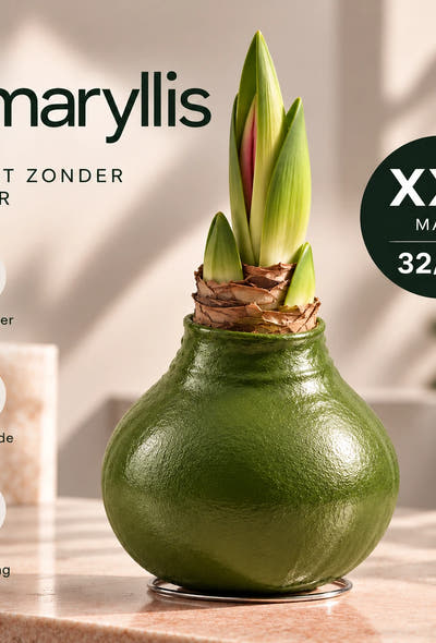 Hippeastrum Green Wax