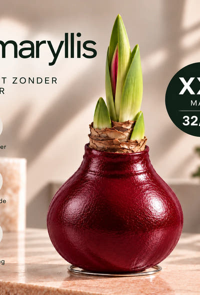 Hippeastrum Bordeaux Wax