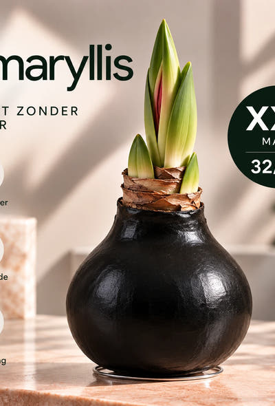 Hippeastrum Black Wax