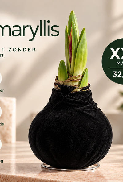 Hippeastrum Black Velvet Wax