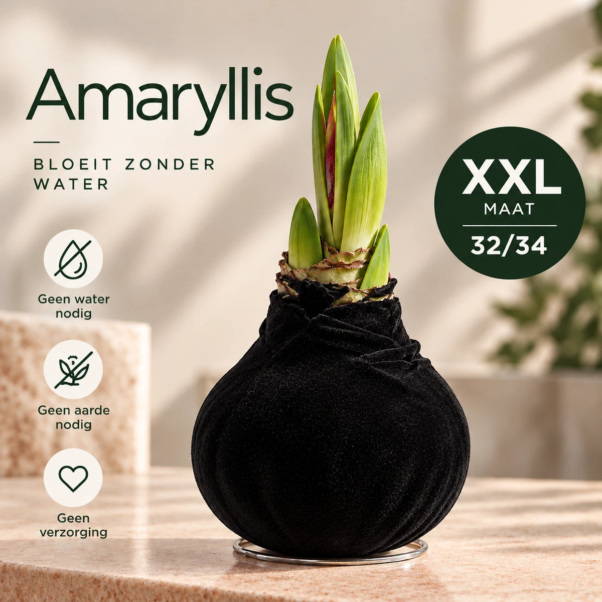 Hippeastrum Black Velvet Wax