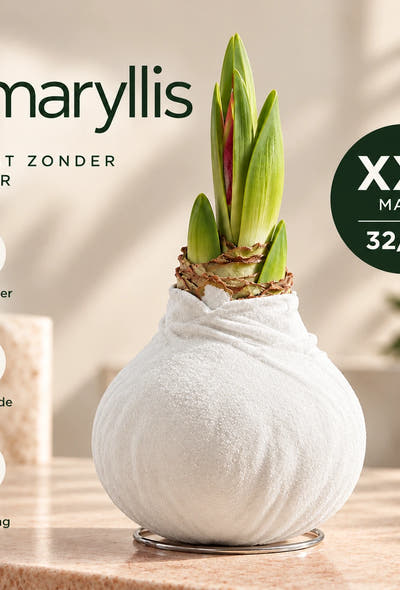 Hippeastrum White Velvet Wax