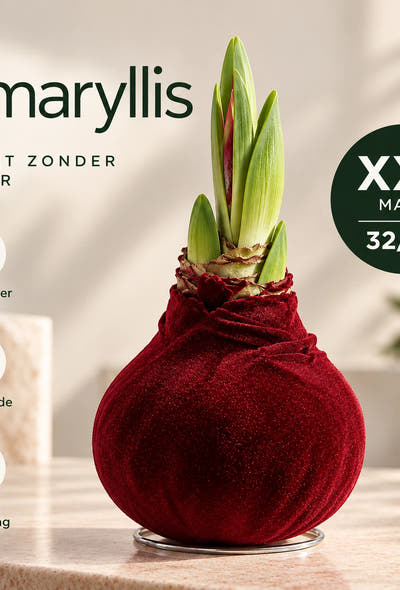 Hippeastrum Bordeaux Velvet Wax