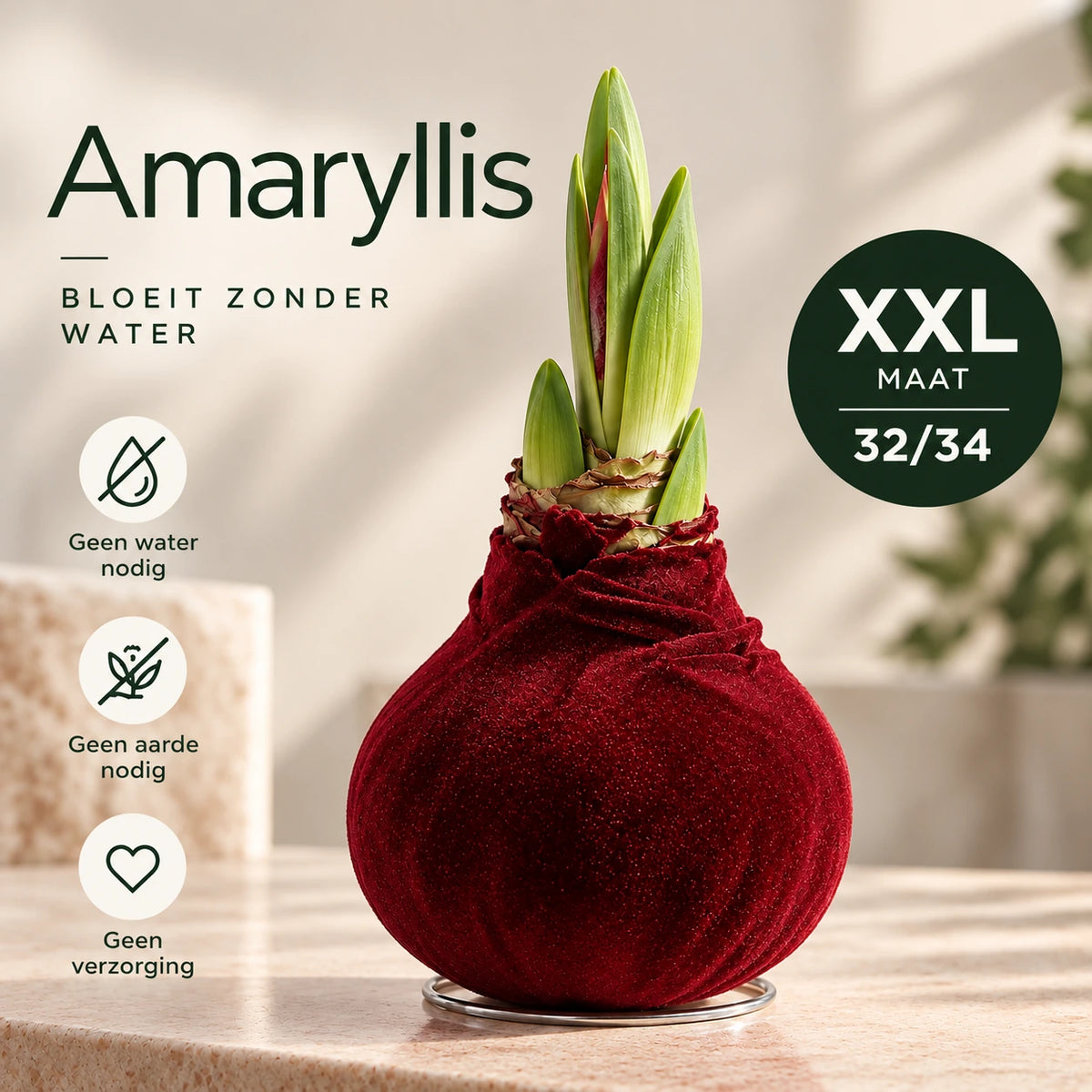 Hippeastrum Bordeaux Velvet Wax