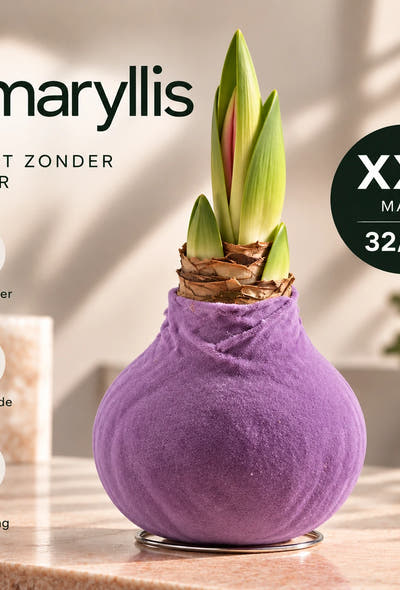Hippeastrum Lila Velvet Wax