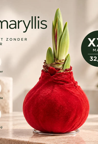 Hippeastrum Red Velvet Wax