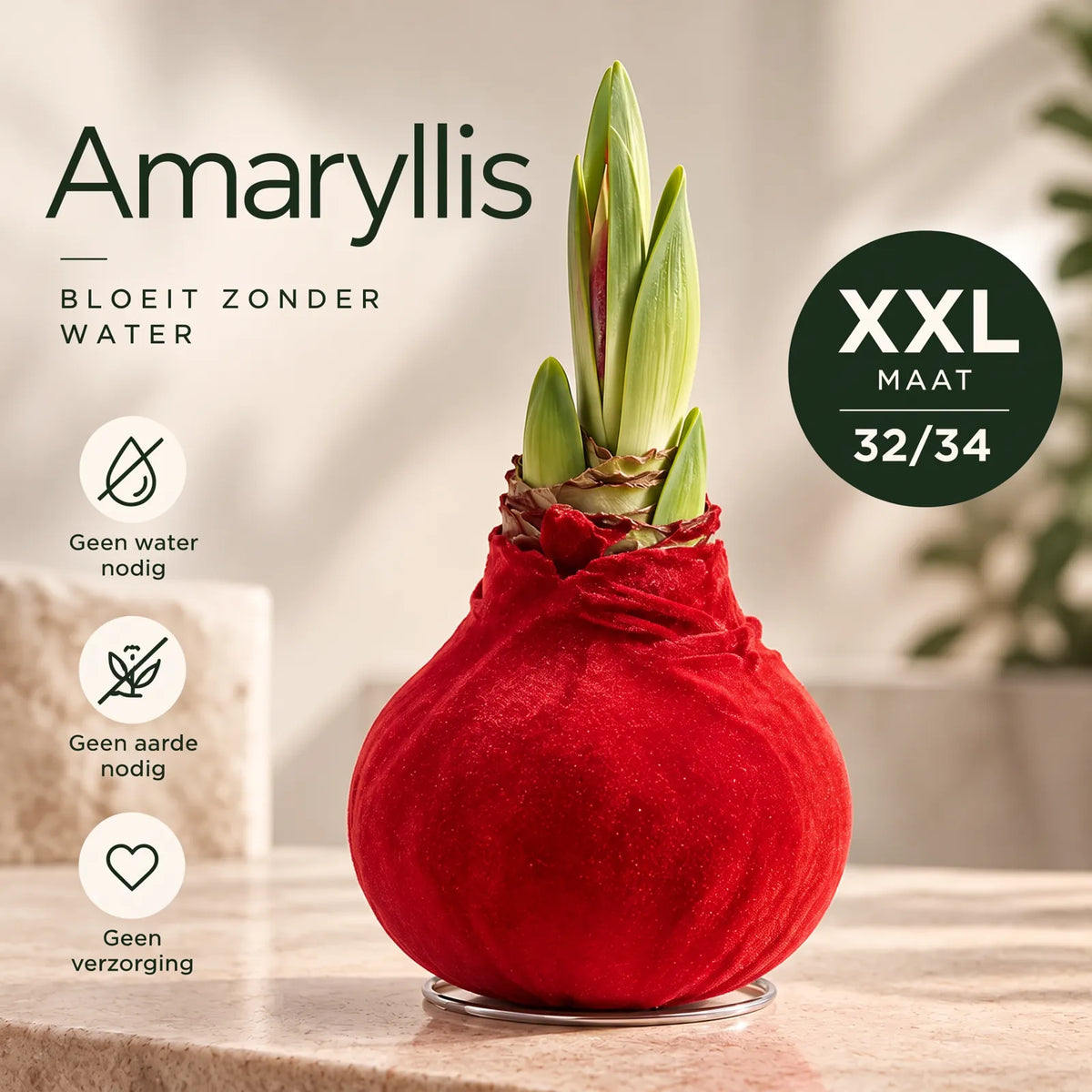 Hippeastrum Red Velvet Wax