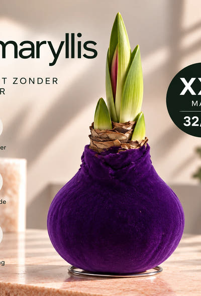 Hippeastrum Purple Velvet Wax