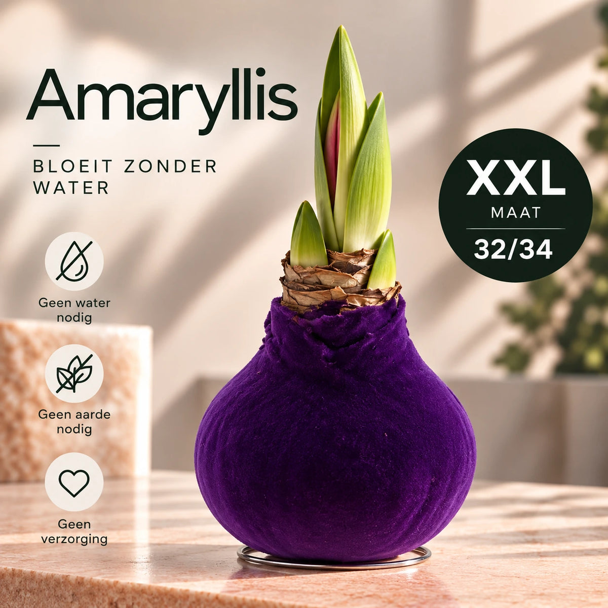 Hippeastrum Purple Velvet Wax