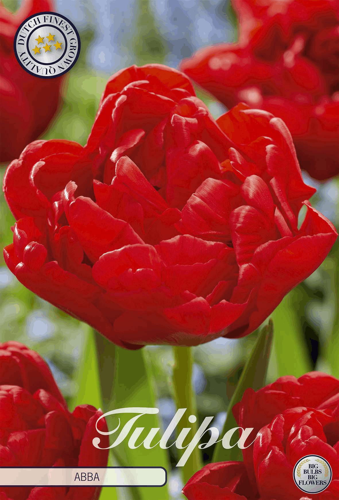 Tulpenbollen