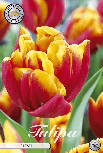 Tulp Cilesta