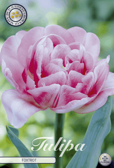 Tulpen Foxtrot