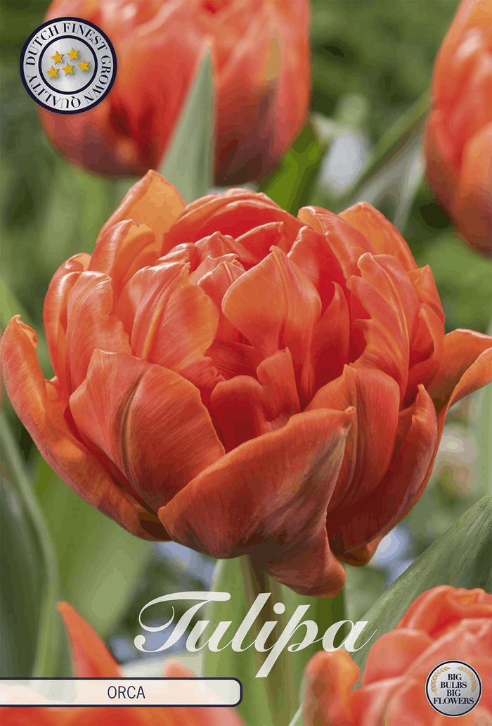 Tulpenorka