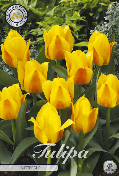 Tulipa Boterbloem