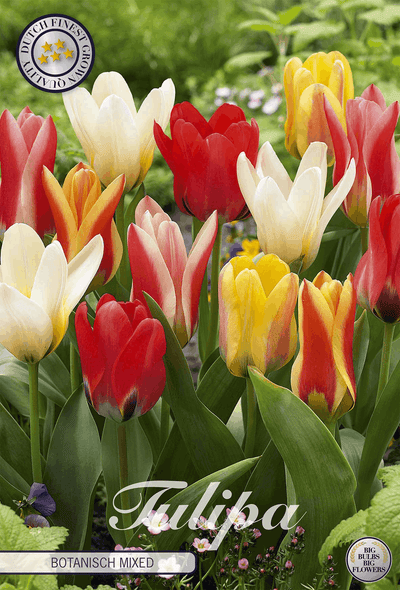 Tulipa Botanisch Gemengd