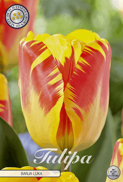 Tulipa Banja Luka