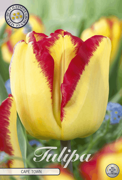 Tulpen Kaapstad