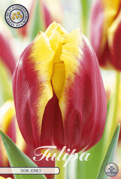 Tulp Dow Jones