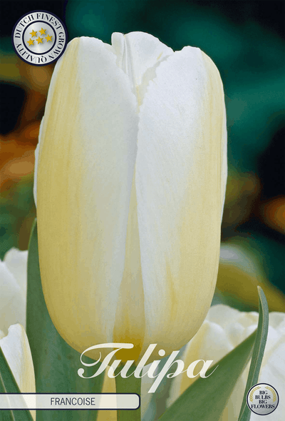 Tulipa Françoise