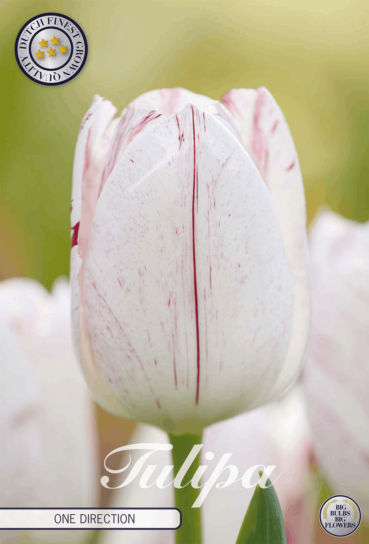 Rode tulpen