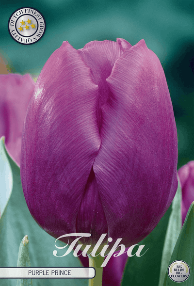 Tulp Paarse Prins