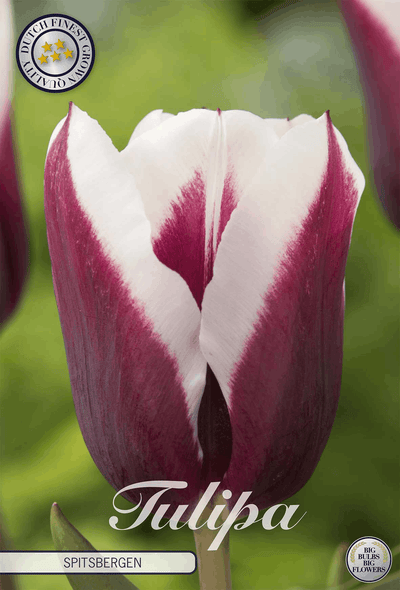 Tulp Spitsbergen