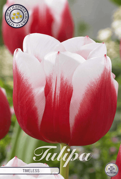 Tulp Tijdloos