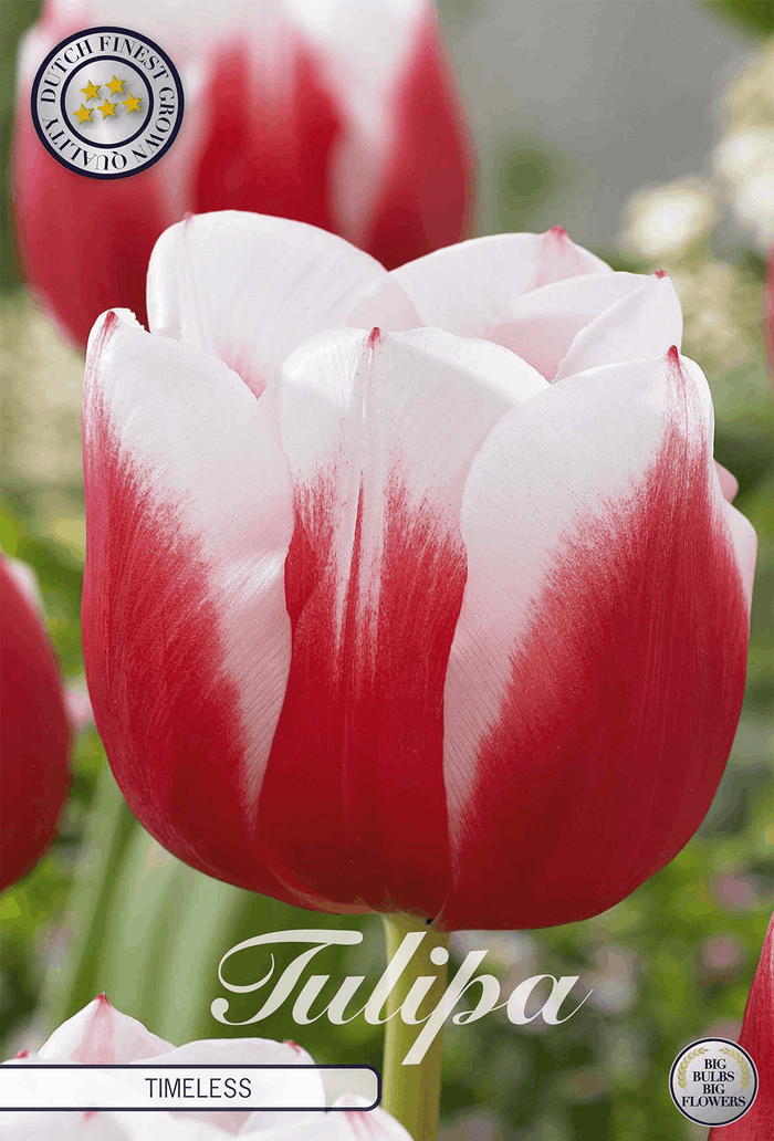 Tulp Tijdloos
