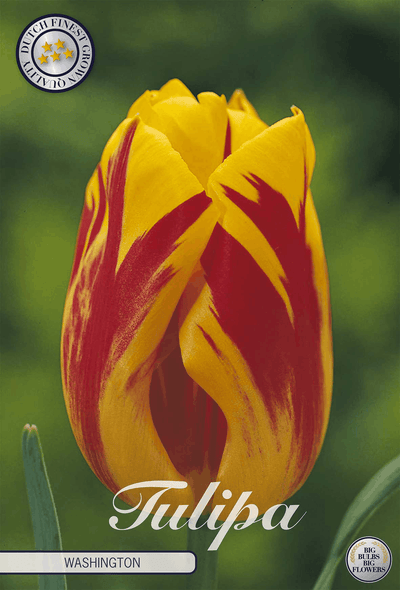 Tulp Washington