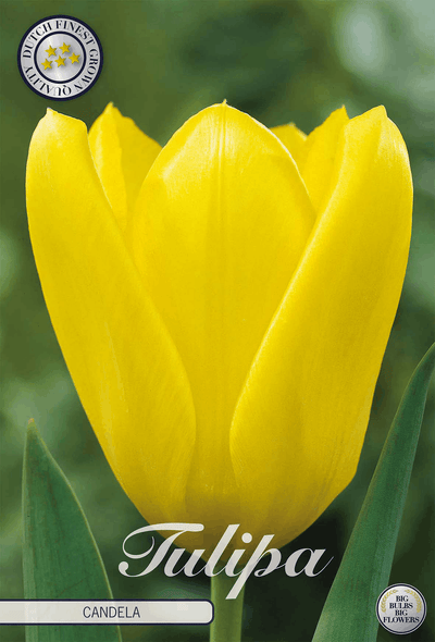 Tulp Candela