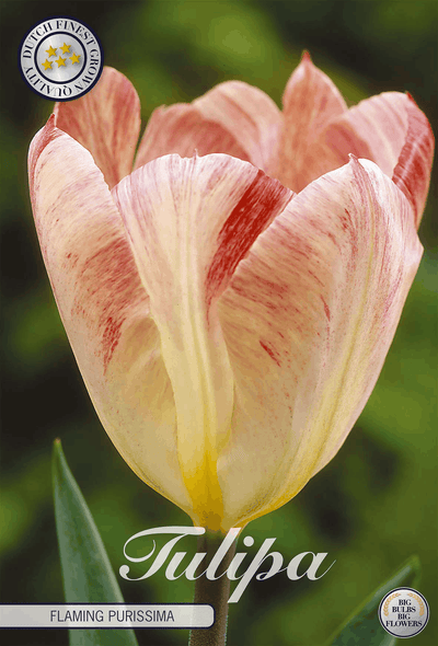 Tulp Vlammende Purissima