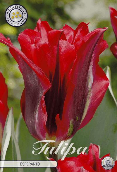 Tulp Esperanto