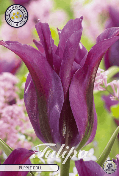 Tulipa Paarse Pop
