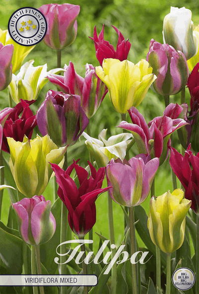 Tulpen Viridiflora Gemengd
