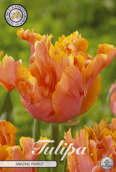 Tulipa, de verbazingwekkende papegaai