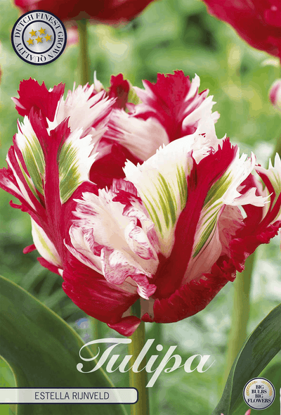 Tulipa Estella Rijnveld