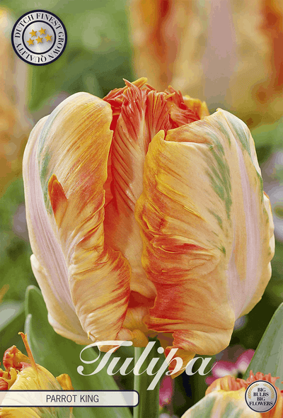 Tulipa Papegaai Koning
