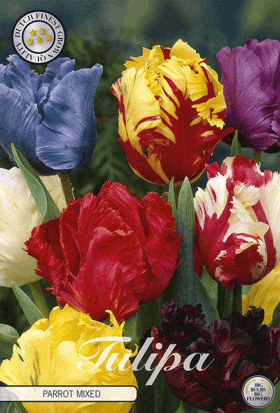 Tulipa Papegaai Gemengd