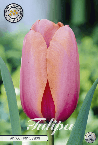 Tulp Abrikoos Impressie