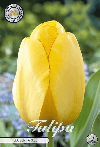 Tulipa Gouden Parade