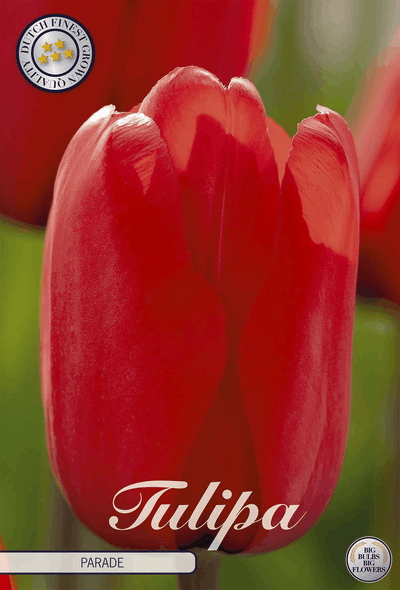 Tulpenparade