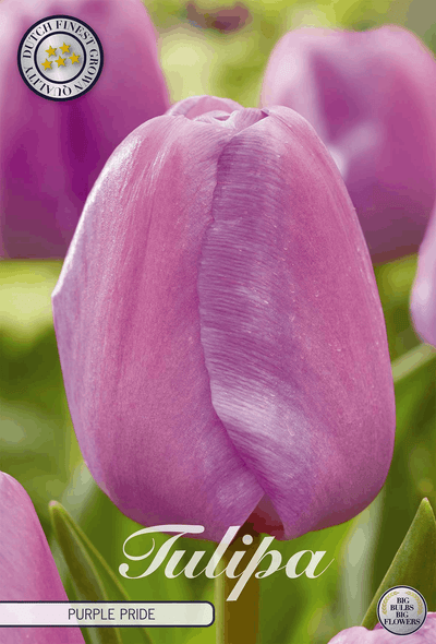 Tulpenpaarse trots